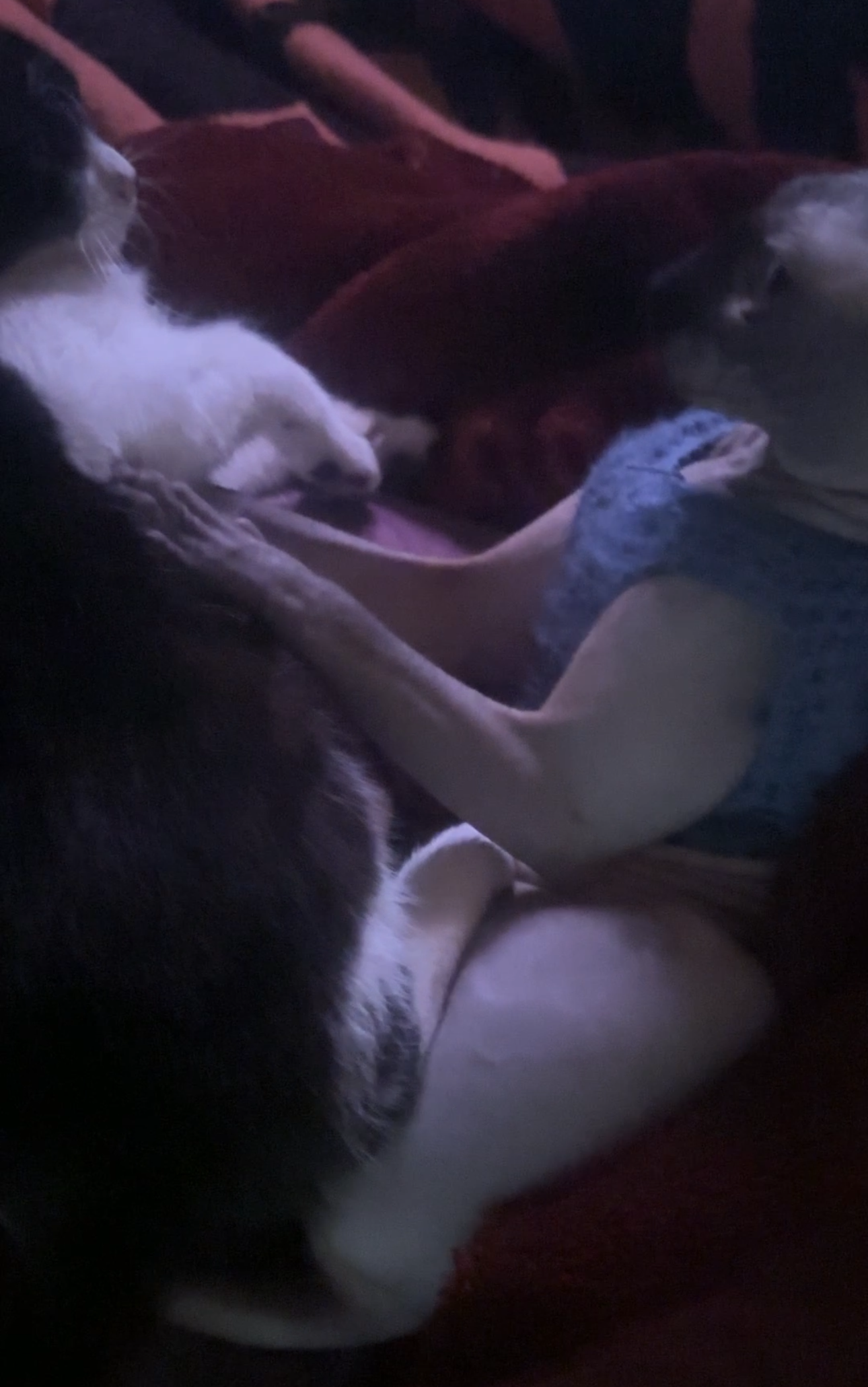 Azul and Mochkil bonding